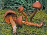 Cortinarius cinnamomeus